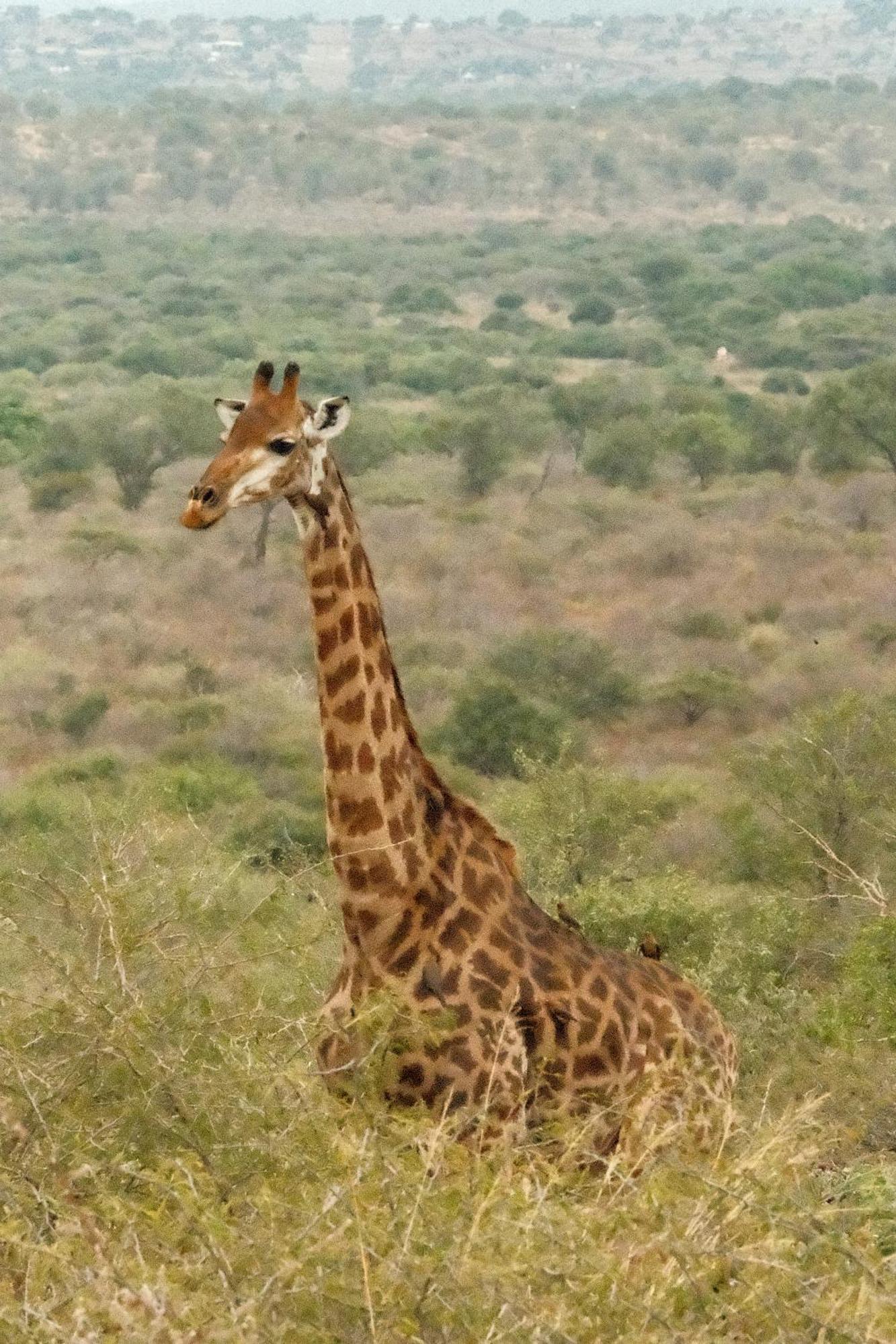 Africamps At White Elephant Safaris Pongola Exteriér fotografie