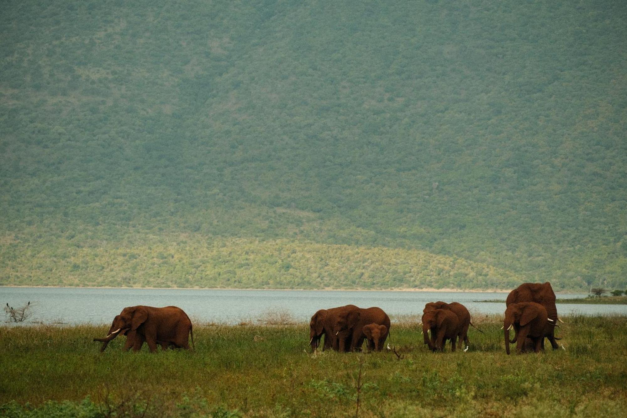 Africamps At White Elephant Safaris Pongola Exteriér fotografie