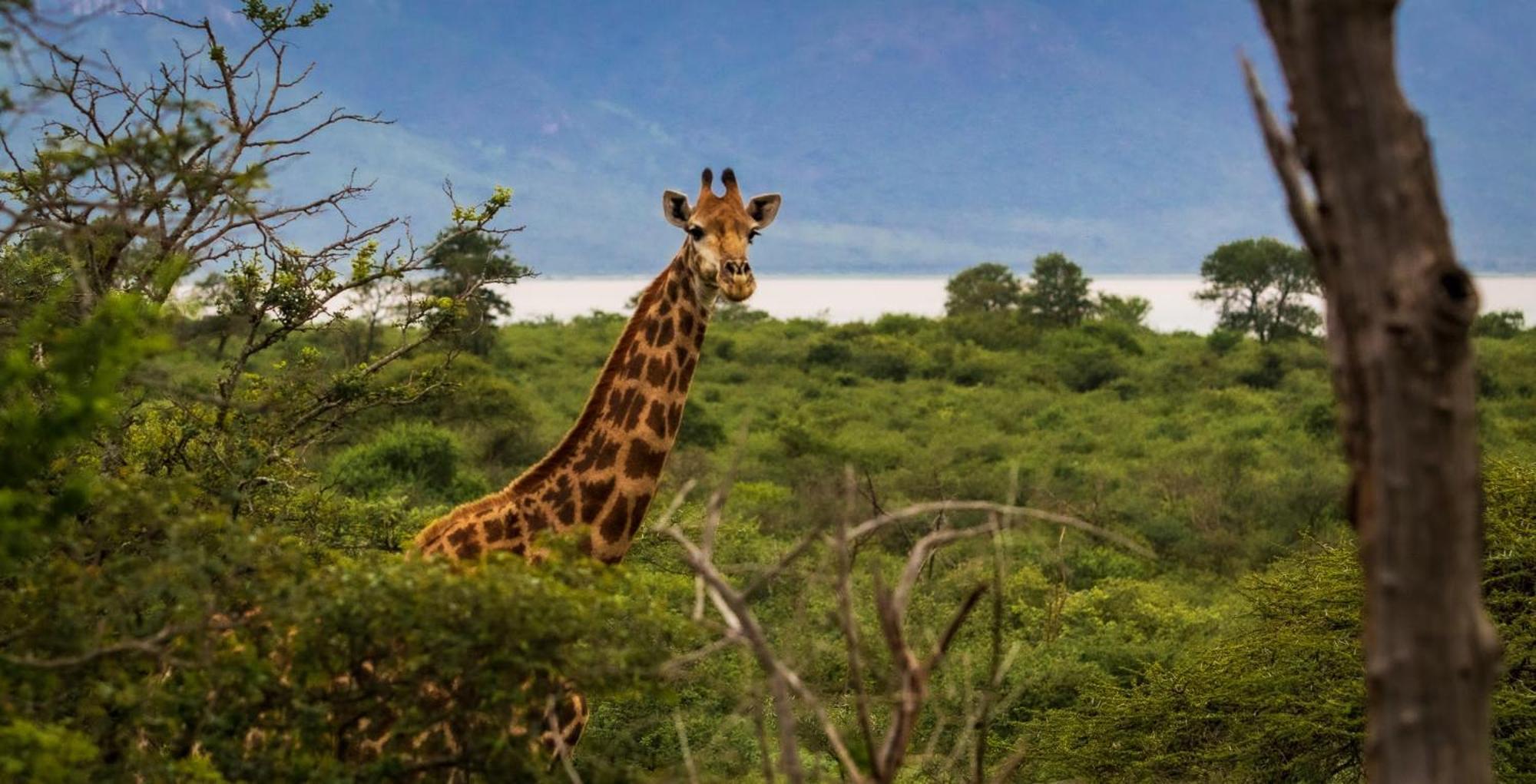 Africamps At White Elephant Safaris Pongola Exteriér fotografie